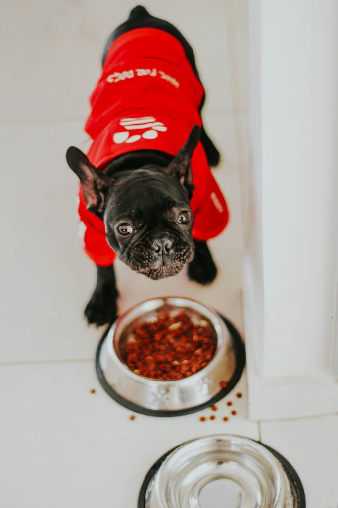 French Bulldog Allergies: Symptoms, Causes, and Smart Solutions