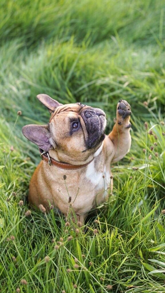 Introducing a New Person to Your French Bulldog? Read This First