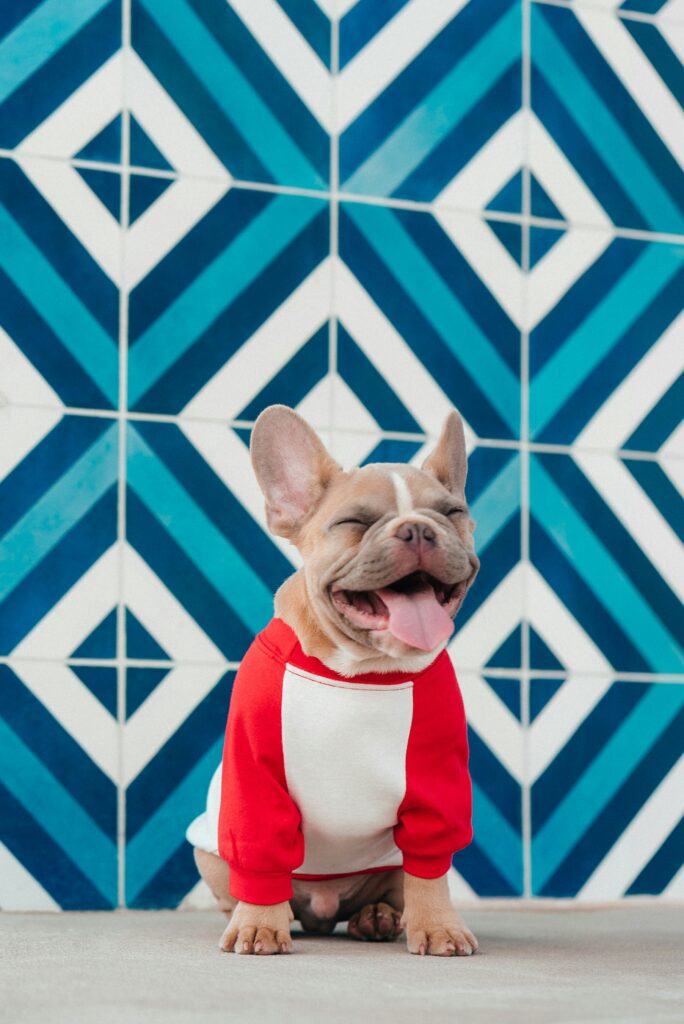 5 ‘Terrible’ Things About Owning a Frenchie (That You’ll Secretly Love)