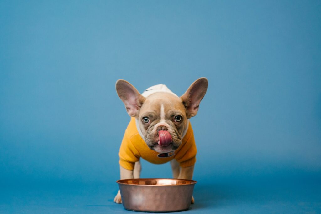 How to Keep Your French Bulldog Healthy: From Puppyhood to Adulthood